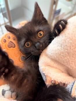 HOLLY -  Domestic Short Hair Cat for Adoption in Leesburg, Virginia - HOLLY | PetCurious