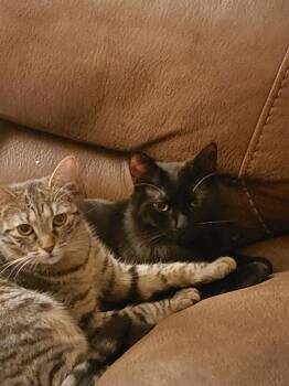 Samson ad Jenny -  American Shorthair Cat for Adoption in Springfield, Massachusetts - Samson Ad Jenny | PetCurious