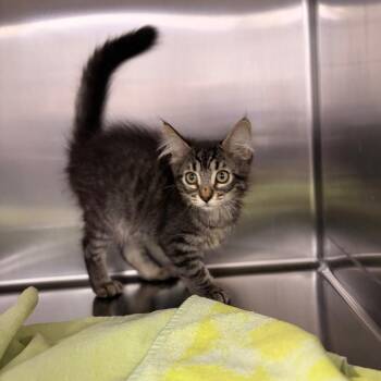 Grover -  Domestic Medium Hair Cat for Adoption in Spokane, Washington - Grover | PetCurious