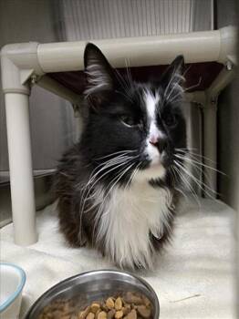 Domestic Medium Hair Cats Available for Adoption in Derwood, Maryland - GRAVEL | PetCurious