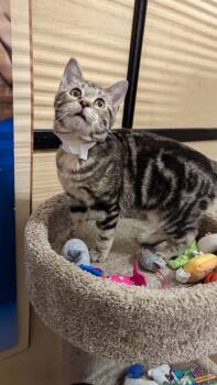 Tabby Cats Available for Adoption - Aussie  | PetCurious