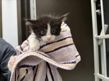 ARCHER -  Domestic Medium Hair Cat for Adoption in Santa Fe, New Mexico - ARCHER | PetCurious