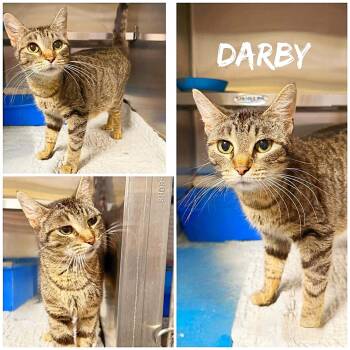 Domestic Short Hair Cats Available for Adoption in Saint James, Missouri - Darby | PetCurious