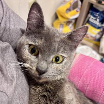 Domestic Short Hair Cats Available for Adoption - Opal C10939 | PetCurious