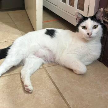Momma Cow -  Domestic Short Hair Cat for Adoption in Baytown, Texas - Momma Cow | PetCurious