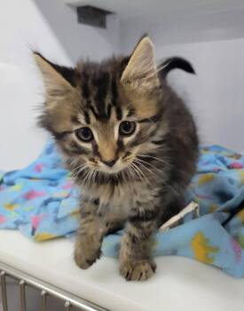 Kitten Bam -  Domestic Long Hair Cat for Adoption in Cuyahoga Falls, Ohio - Kitten Bam | PetCurious