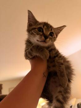 LOU -  Domestic Short Hair Cat for Adoption in Holbrook, New York - LOU | PetCurious