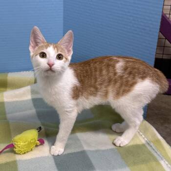 Buggs -  American Bobtail and Domestic Short Hair Cat for Adoption in Collierville, Tennessee - Buggs | PetCurious