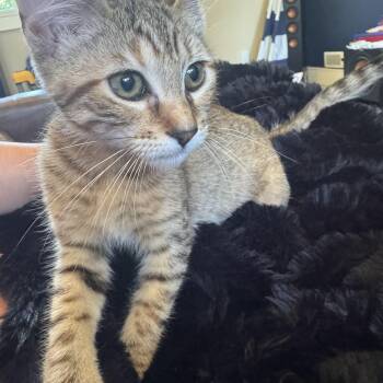 Rescue Tabby Cats for Adoption in Woodinville, Washington - Pebbles | PetCurious
