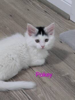 Domestic Long Hair Cats Available for Adoption in Denver, Colorado - Pokey | PetCurious