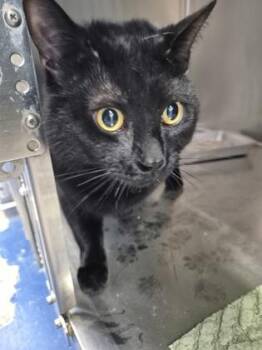 Domestic Short Hair Cats Available for Adoption in Simcoe, Ontario - Seaweed | PetCurious