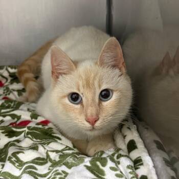 Siamese Cats Available for Adoption in Troy, Virginia - Allison | PetCurious