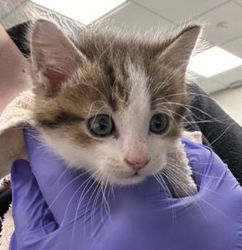 Bruce Wayne -  Domestic Short Hair Cat for Adoption in Fishers, Indiana - Bruce Wayne | PetCurious