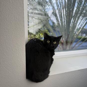 Domestic Short Hair Cats Available for Adoption - Odyssey | PetCurious