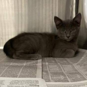 Winter -  Domestic Short Hair Cat for Adoption in Hawthorne, California - Winter | PetCurious