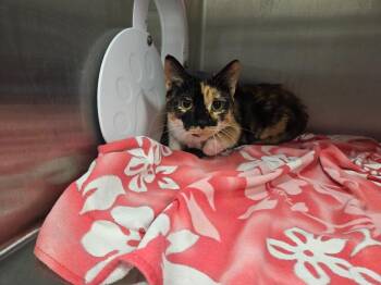 Simone -  Domestic Short Hair Cat for Adoption in Clarksville, Tennessee - Simone | PetCurious