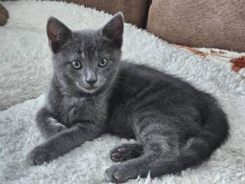 Stormy -  Domestic Short Hair Cat Available for Adoption in Seneca, South Carolina - Stormy | PetCurious