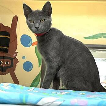 Kitten Zaid -  Domestic Short Hair Cat for Adoption in Seal Beach, California - Kitten Zaid | PetCurious