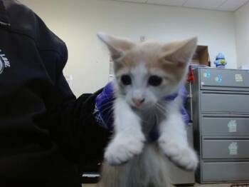 UNICORN -  Domestic Short Hair Cat Available for Adoption in Doral, Florida - UNICORN | PetCurious