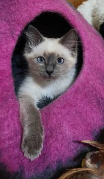 Birdie -  Siamese and Burmese Cat for Adoption in Morganton, North Carolina - Birdie | PetCurious