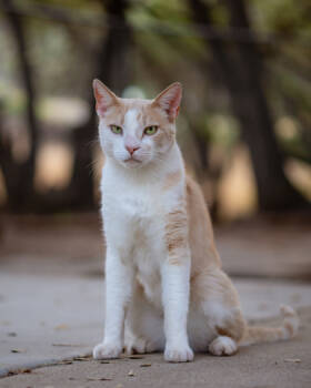 Rescue Domestic Short Hair Cats for Adoption in Folsom, California - Thomas | PetCurious