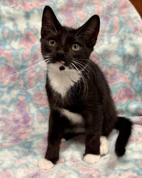 Tamu -  American Shorthair Cat for Adoption in Marvin, North Carolina - Tamu | PetCurious