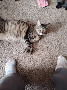 Rescue Tabby Cats for Adoption in Pendleton, Oregon - Bubbles | PetCurious