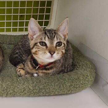 Loki -  Domestic Short Hair Cat for Adoption in Tallahassee, Florida - Loki | PetCurious