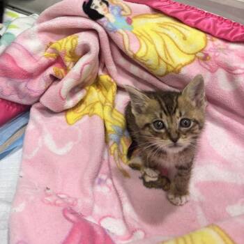 Wild Poison Berry -  Domestic Short Hair Cat for Adoption in Westminster, California - Wild Poison Berry | PetCurious
