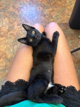 Minny -  Domestic Short Hair Cat for Adoption in Miami Beach, Florida - Minny | PetCurious