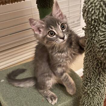 Zoey -  Domestic Medium Hair Cat for Adoption in Hemet, California - Zoey | PetCurious