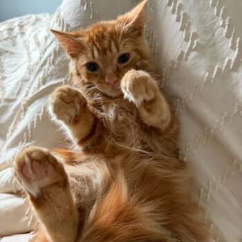 Booker -  Domestic Medium Hair Cat for Adoption in West Olive, Michigan - Booker | PetCurious