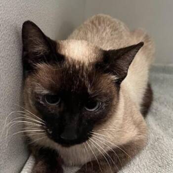 Phoebe -  Siamese Cat for Adoption in Hemet, California - Phoebe | PetCurious