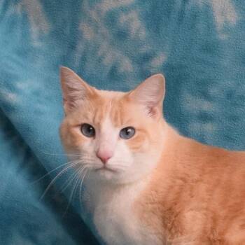 Domestic Short Hair Cats Available for Adoption in Eureka, California - Storm | PetCurious