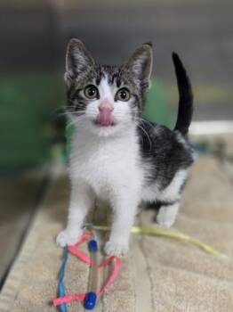 Pool Floatie -  Domestic Short Hair Cat for Adoption in Westland, Michigan - Pool Floatie | PetCurious