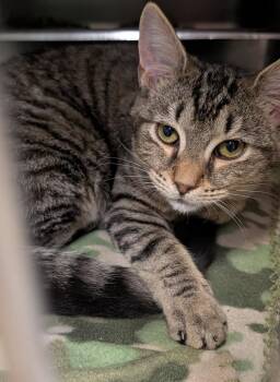 Chameleon (Photos August-September 2026) -  Tabby and Domestic Short Hair Cat for Adoption in Marietta, Ohio - Chameleon (Photos August-September 2026) | PetCurious