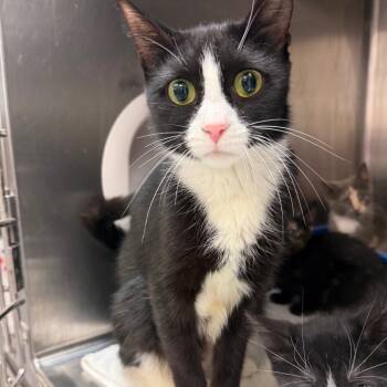 Rescue Domestic Short Hair Cats for Adoption in Port Charlotte, Florida - 1171-C25 | PetCurious