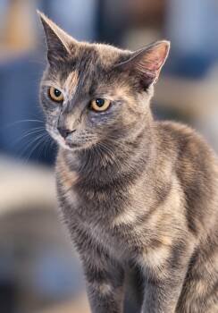 Camille -  Dilute Tortoiseshell Cat for Adoption in Los Angeles, California - Camille | PetCurious