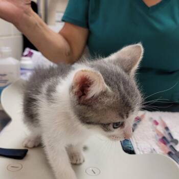 Domestic Short Hair Cats Available for Adoption in Lake Panasoffkee, Florida - 66180 | PetCurious