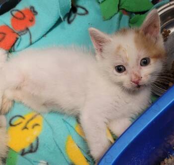 Domestic Short Hair Cats Available for Adoption in Republic, Missouri - ZaZa Zebra | PetCurious