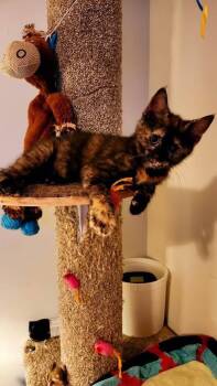 Cosmopolitan -  Domestic Short Hair Cat for Adoption in Wilmington, North Carolina - Cosmopolitan | PetCurious