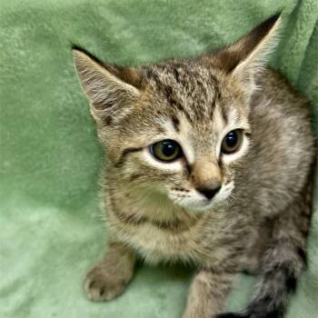 Rescue Domestic Short Hair Cats for Adoption in Sonora, California - Ping Ping | PetCurious