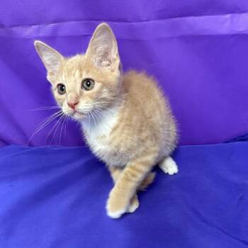 Ulric -  Domestic Short Hair Cat for Adoption in North Myrtle Beach, South Carolina - Ulric | PetCurious