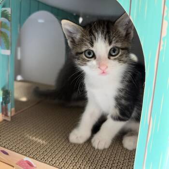 Magic (Circus Kittens) -  Tabby Cat for Adoption in Blanch, North Carolina - Magic (Circus Kittens) | PetCurious