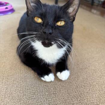 Domestic Short Hair Cats Available for Adoption in Melrose, Massachusetts - Twiggy | PetCurious