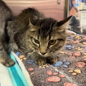 Alex -  Domestic Long Hair Cat for Adoption in Hemet, California - Alex | PetCurious