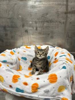 Tabby Cats Available for Adoption in Jurupa Valley, California - Fern | PetCurious