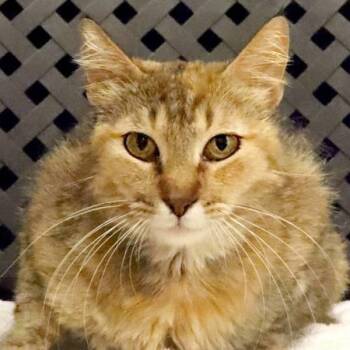 Tiger -  Domestic Short Hair Cat for Adoption in Fort Davis, Texas - Tiger | PetCurious