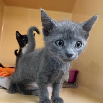 Lana -  Domestic Short Hair Cat for Adoption in East Hanover, New Jersey - Lana | PetCurious