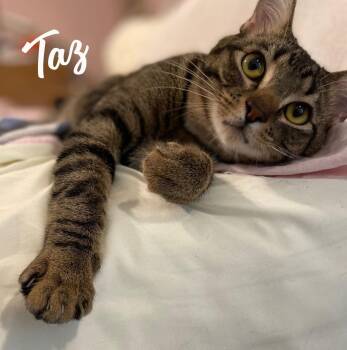 Tabby Cats Available for Adoption - Taz #antique-mall-litter | PetCurious